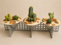 Terra & Bloom — Desert Trio