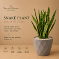 Sansevieria (Snake Plant) with pot