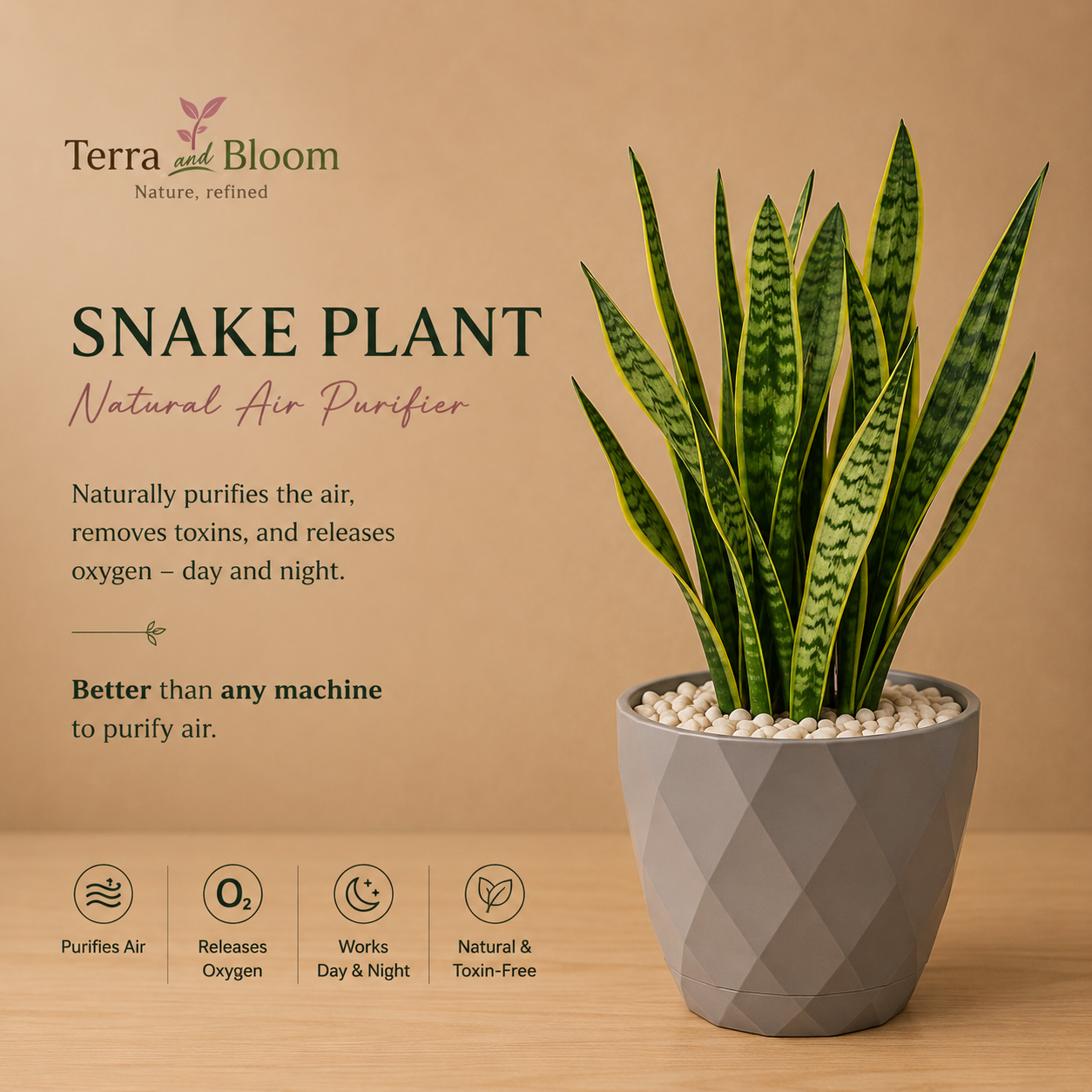 Sansevieria (Snake Plant) with pot