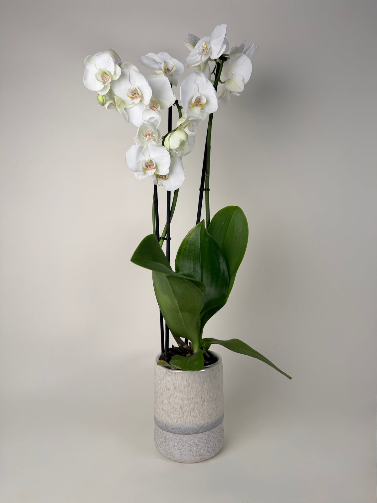 Moonlit Orchid