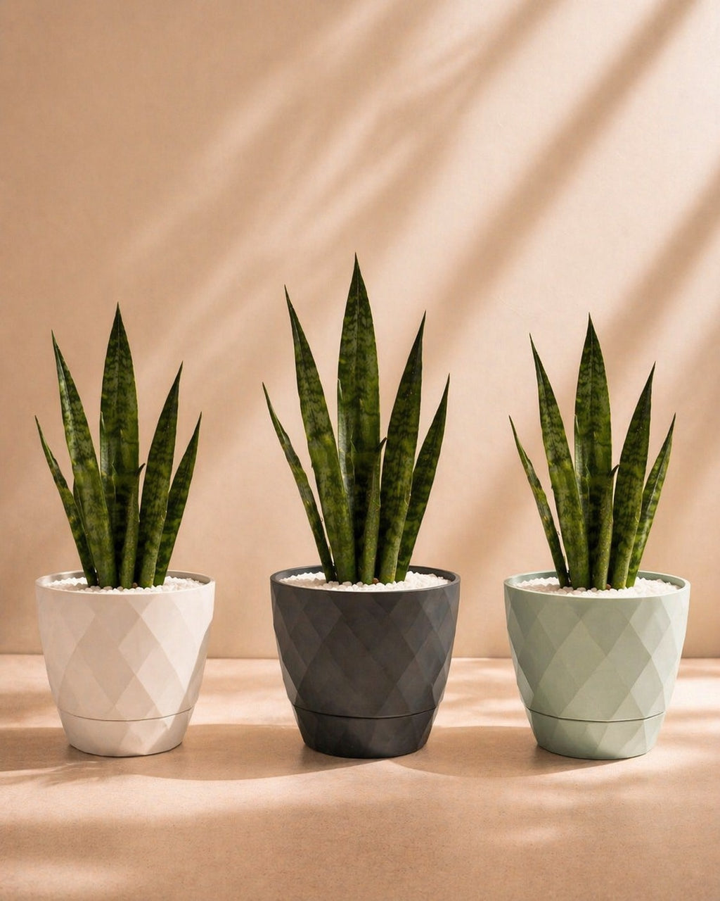 Small Sansevieria (Snake Plant) with pot