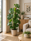 Monstera Deliciosa