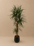 Dracaena Marginata