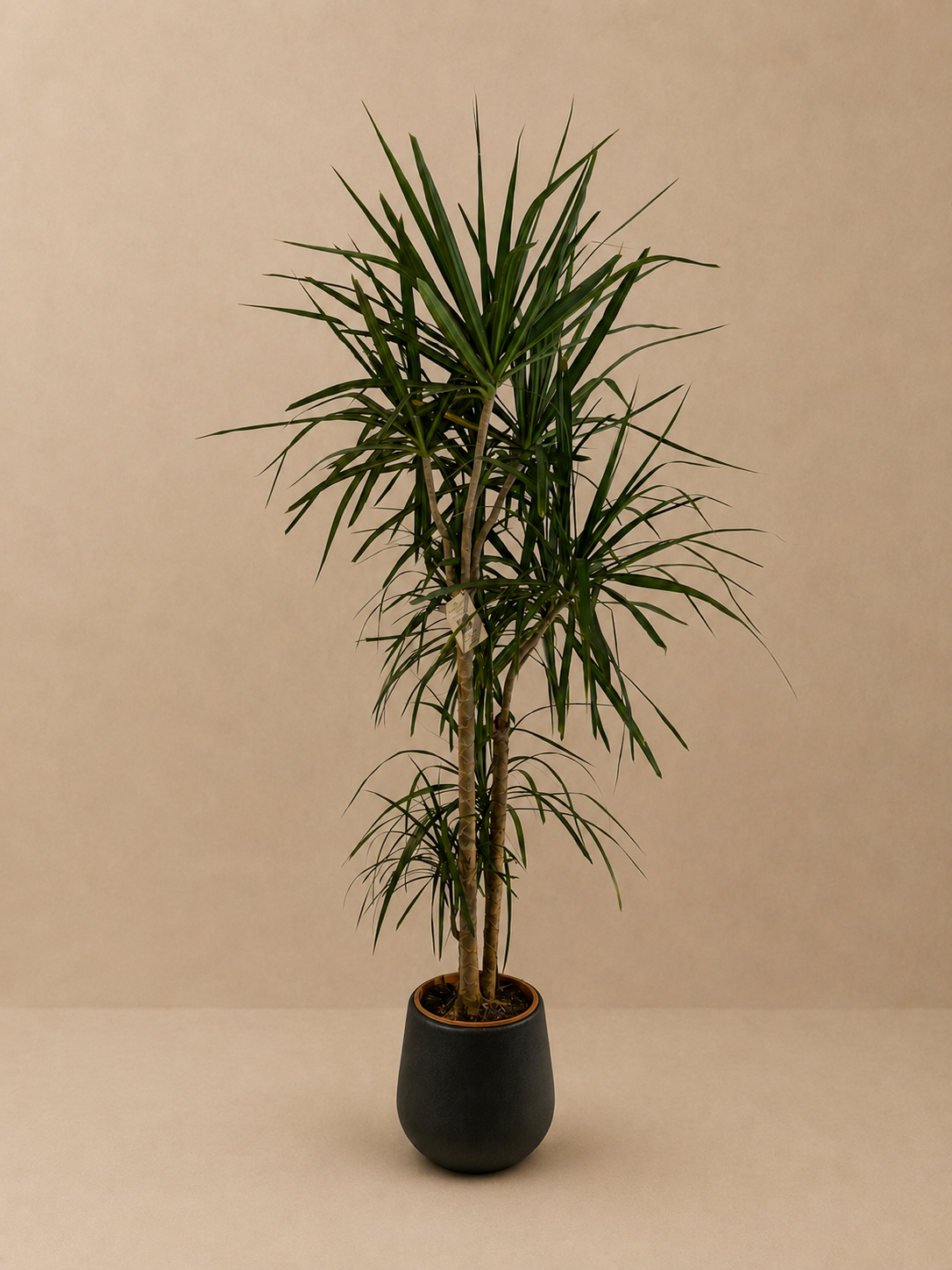 Dracaena Marginata