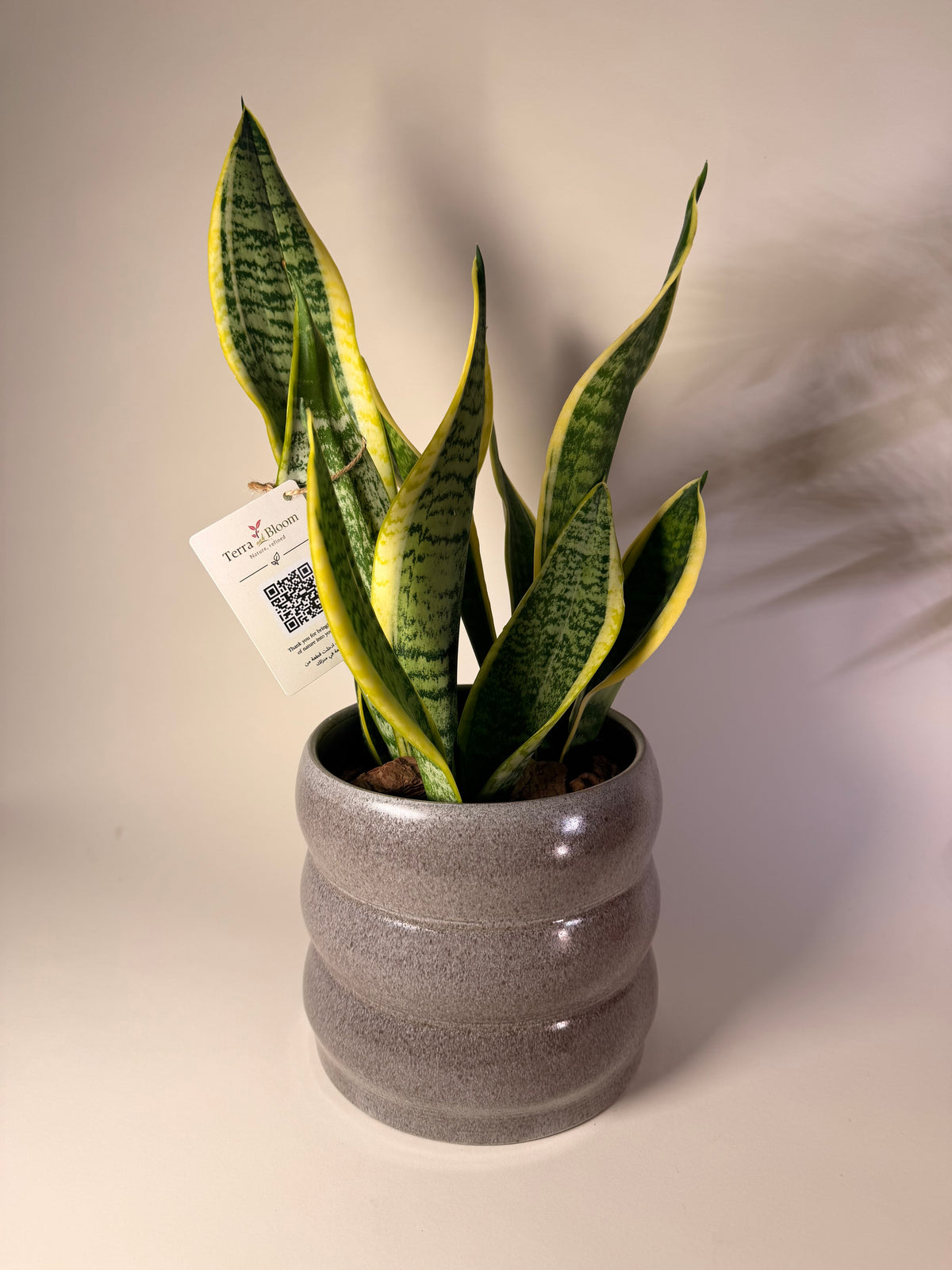 Sansevieria (Snake Plant) with premium grey ceramic pot (medium)