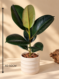 Ficus elastica 'Burgundy' Premium Ceramic Planter