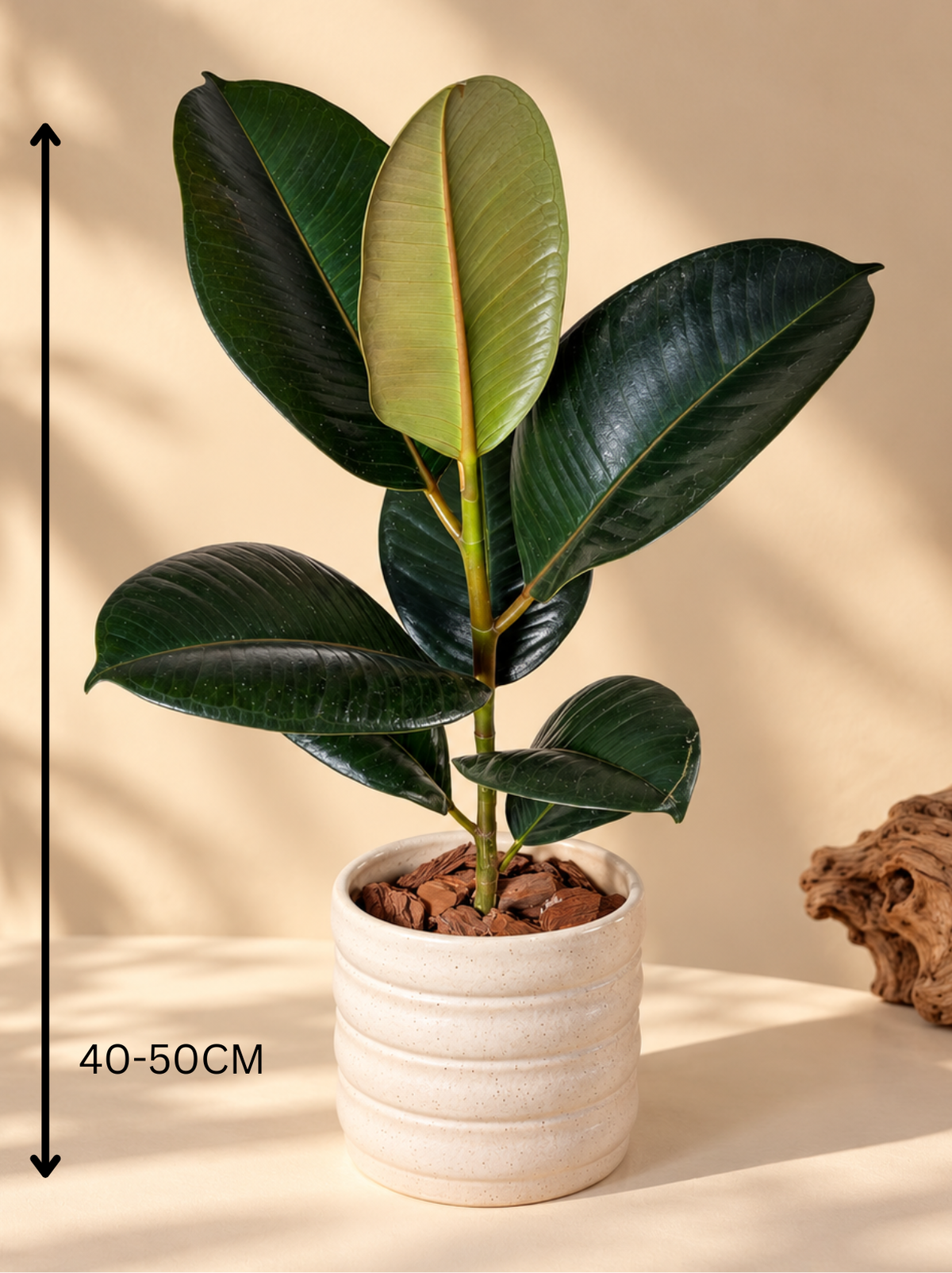Ficus elastica 'Burgundy' Premium Ceramic Planter