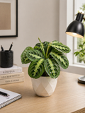 Maranta leuconeura