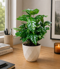 Arabica Coffee Plant
