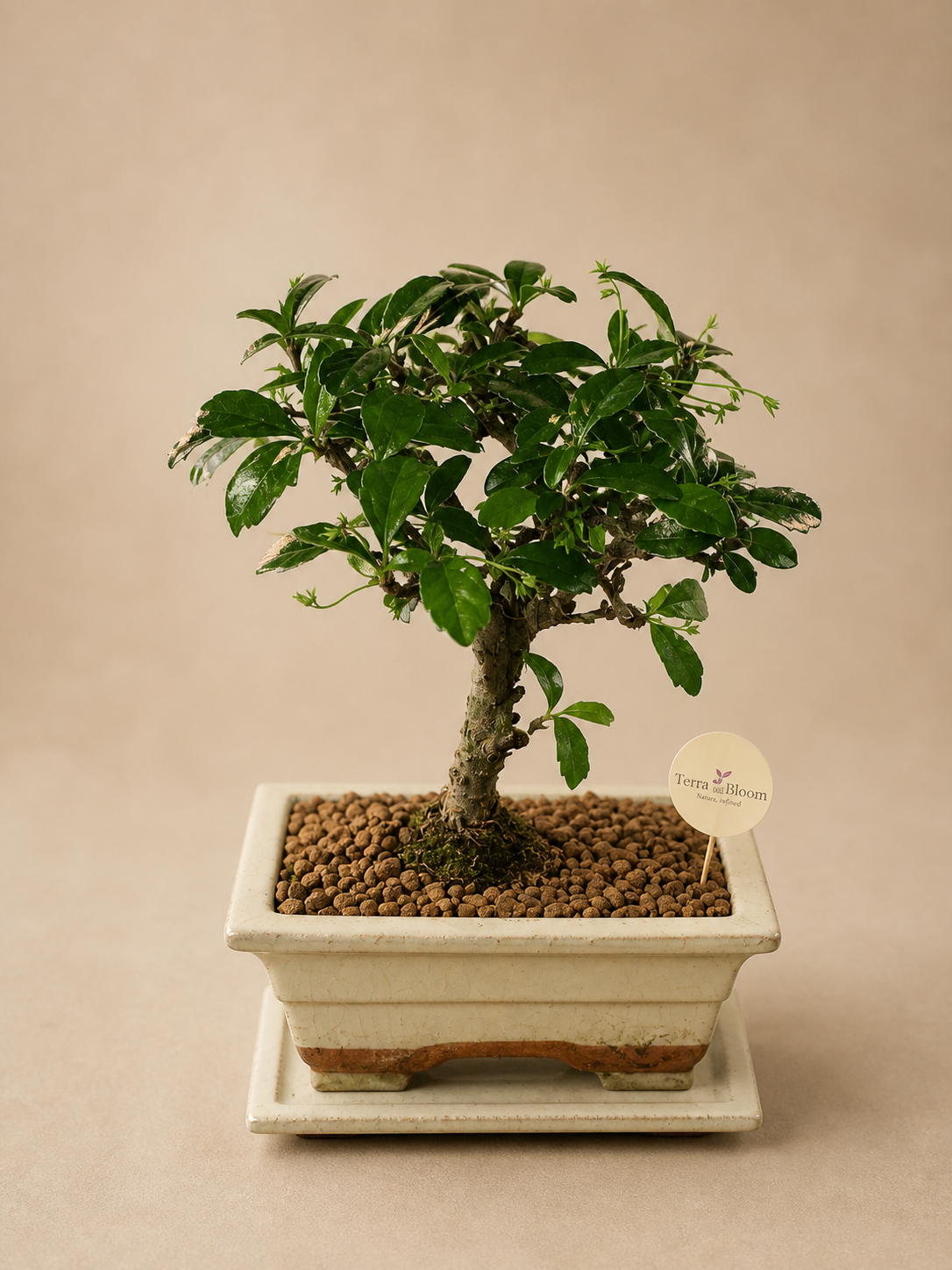 Authentic Ginseng Ficus Bonsai
