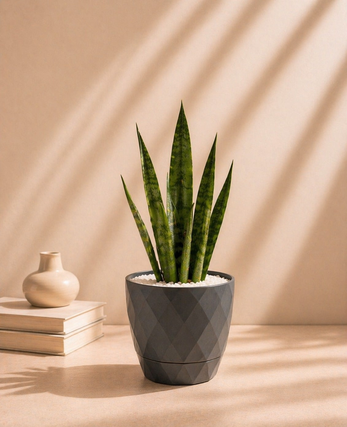 Small Sansevieria (Snake Plant) with pot