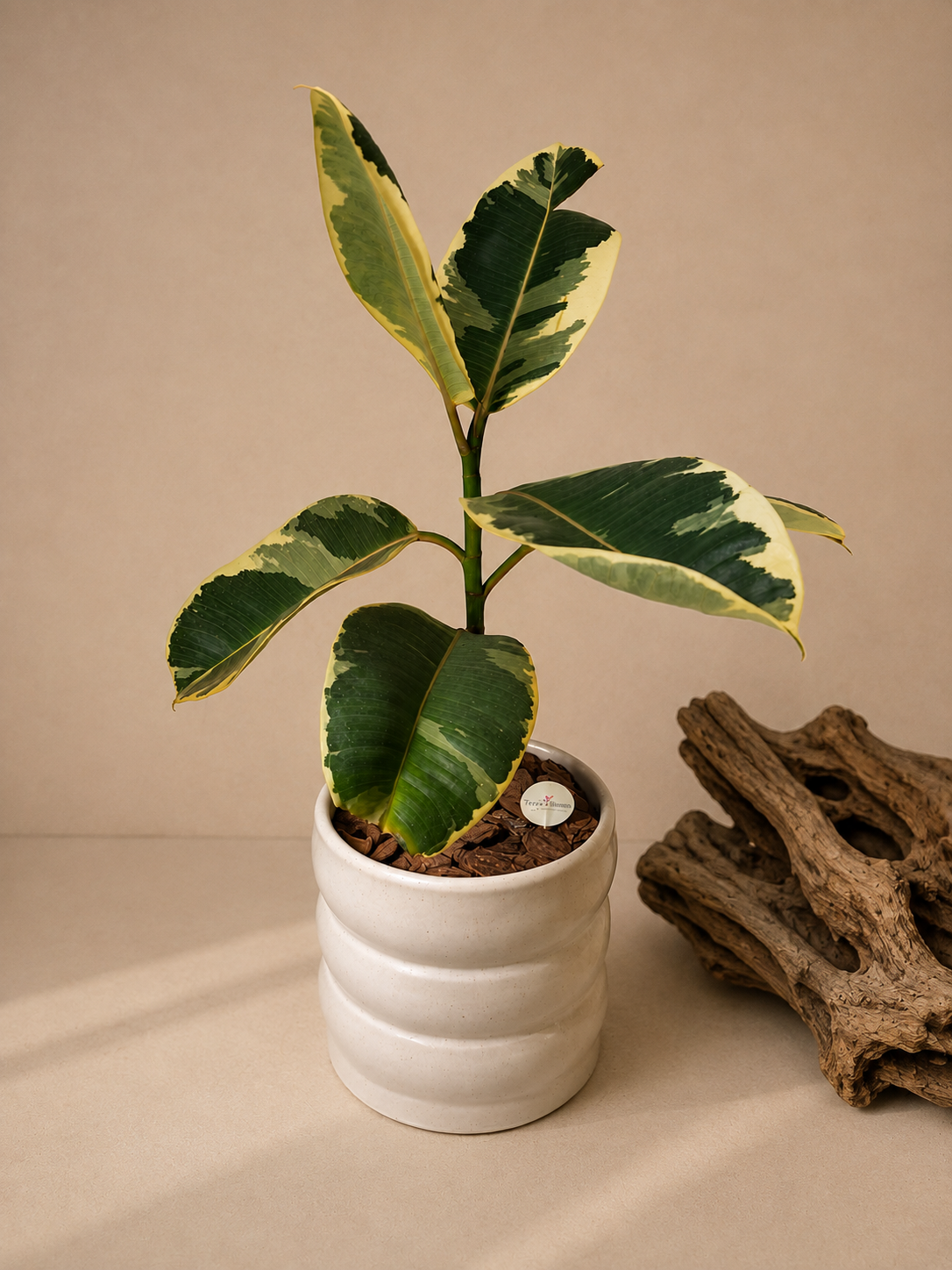 Ficus elastica 'Tineke' Premium Ceramic Planter