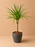 Small Dracaena Marginata (Grey Pot)