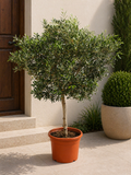 Olive tree