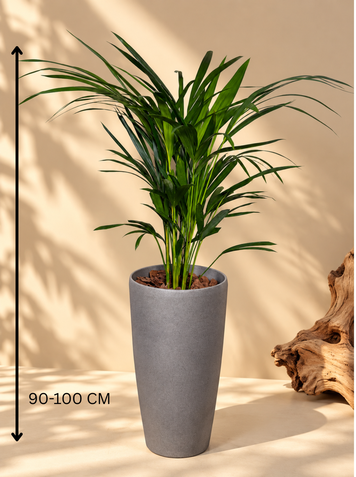 Large Kentia Palm Premium Grey Pot