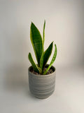 Sansevieria (Snake Plant) with premium beige ceramic pot (small)