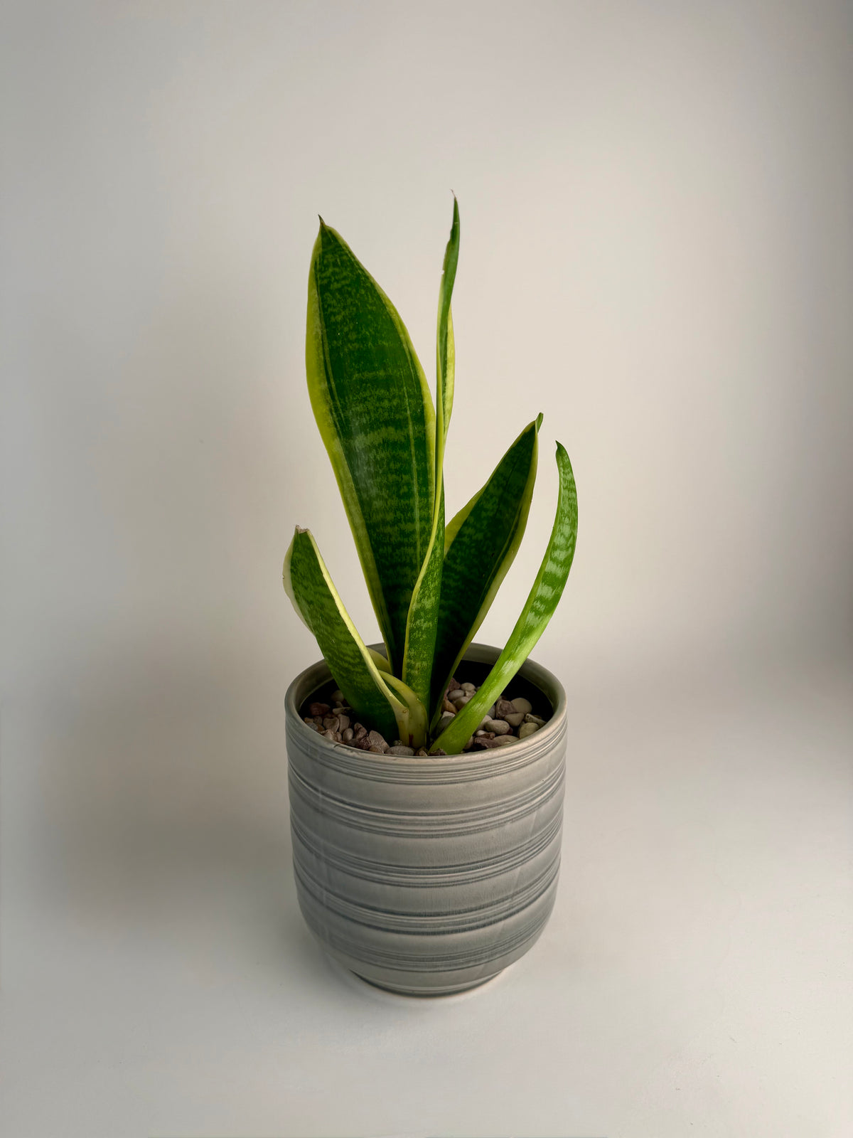Sansevieria (Snake Plant) with premium beige ceramic pot (small)