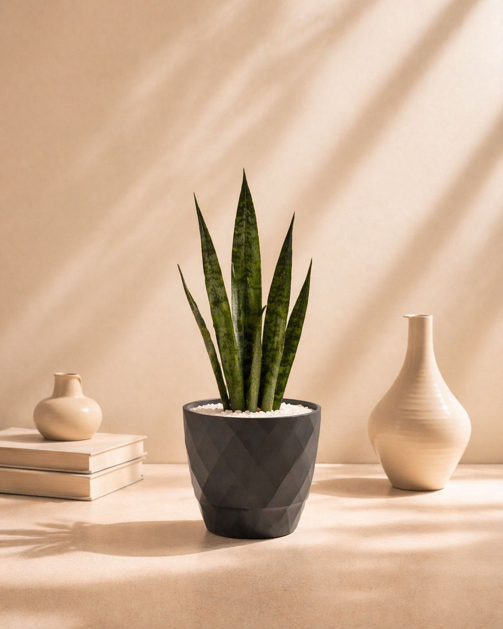 Small Sansevieria (Snake Plant) with pot