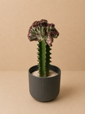 Coral Crest Euphorbia
