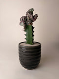 Coral Crest Euphorbia