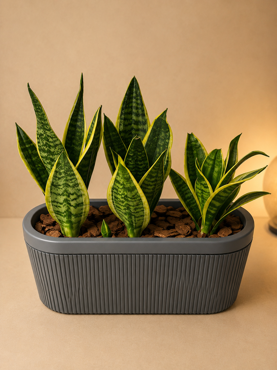 Sansevieria Trio