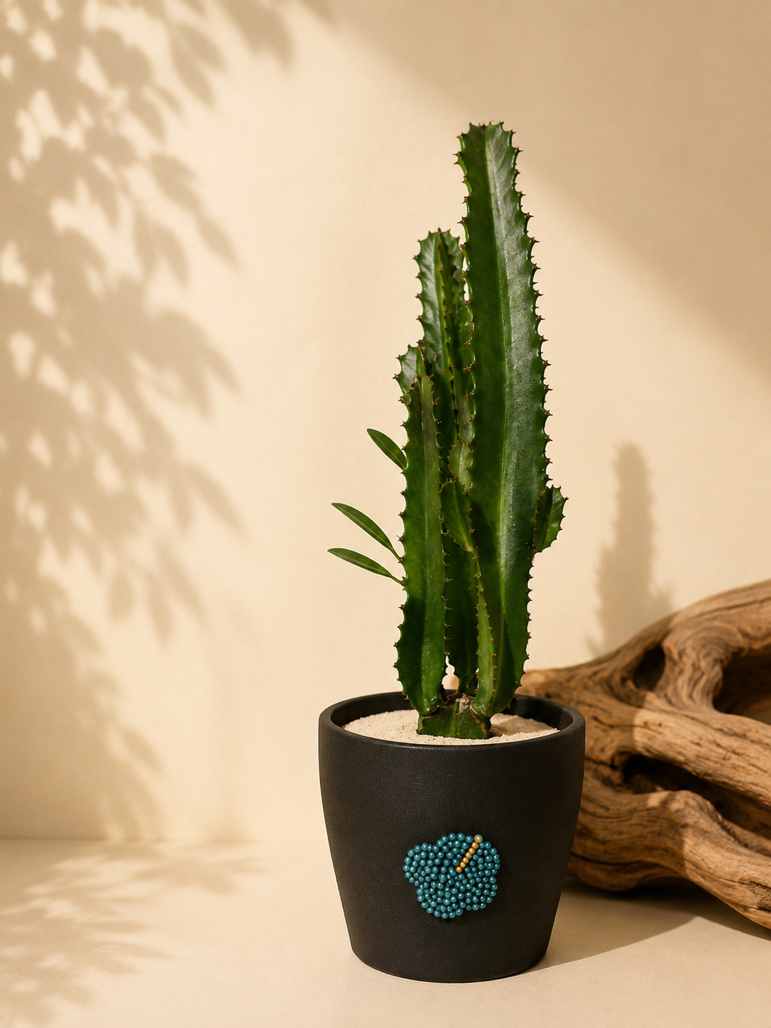Dazzled African Milk Tree
