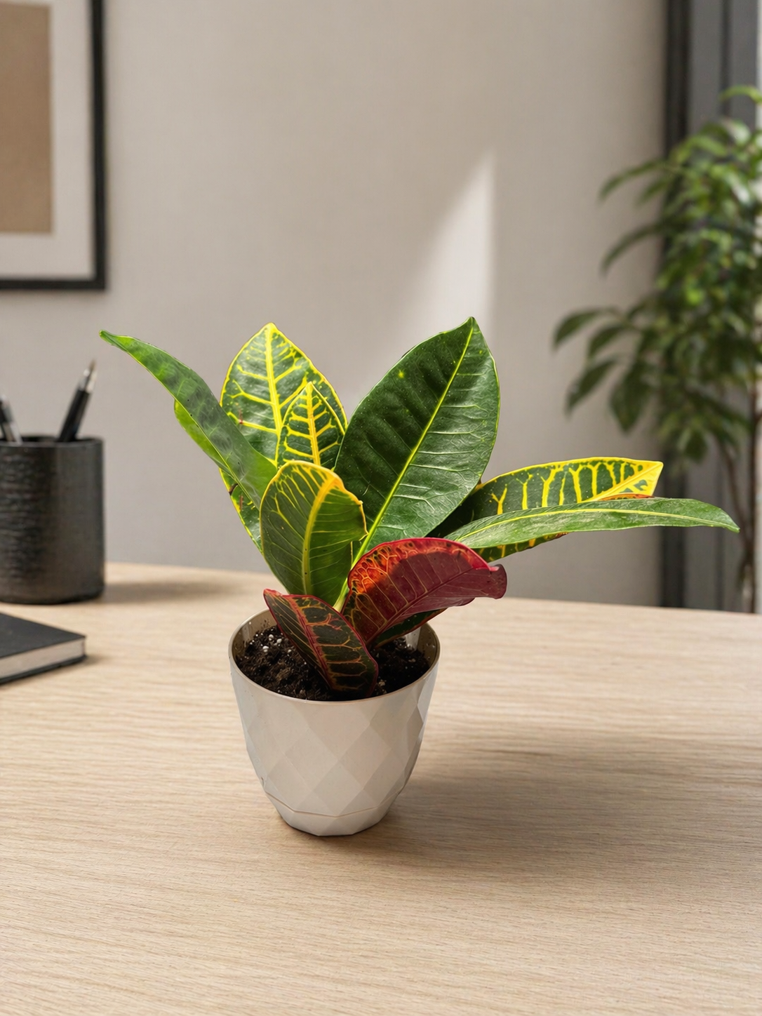 Croton