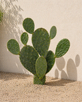 Opuntia Ficus Indica