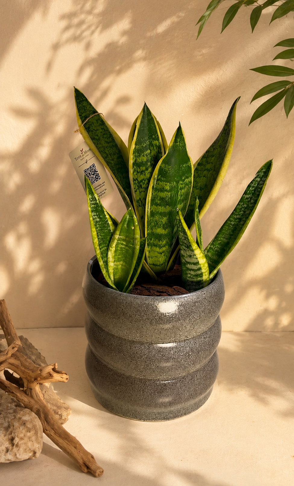 Sansevieria (Snake Plant) with premium grey ceramic pot (medium)