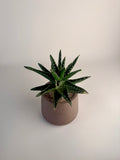 Terra Spiked Aloe