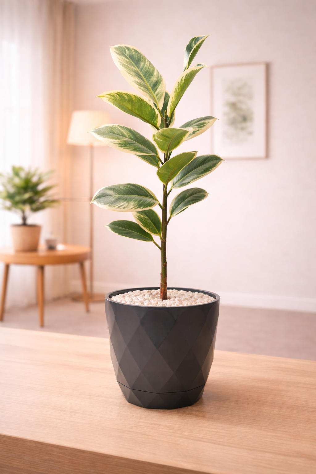 Ficus Elastica ‘Tineke’ (Indoor) with pot
