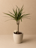 Small Dracaena Marginata (Beige Pot)