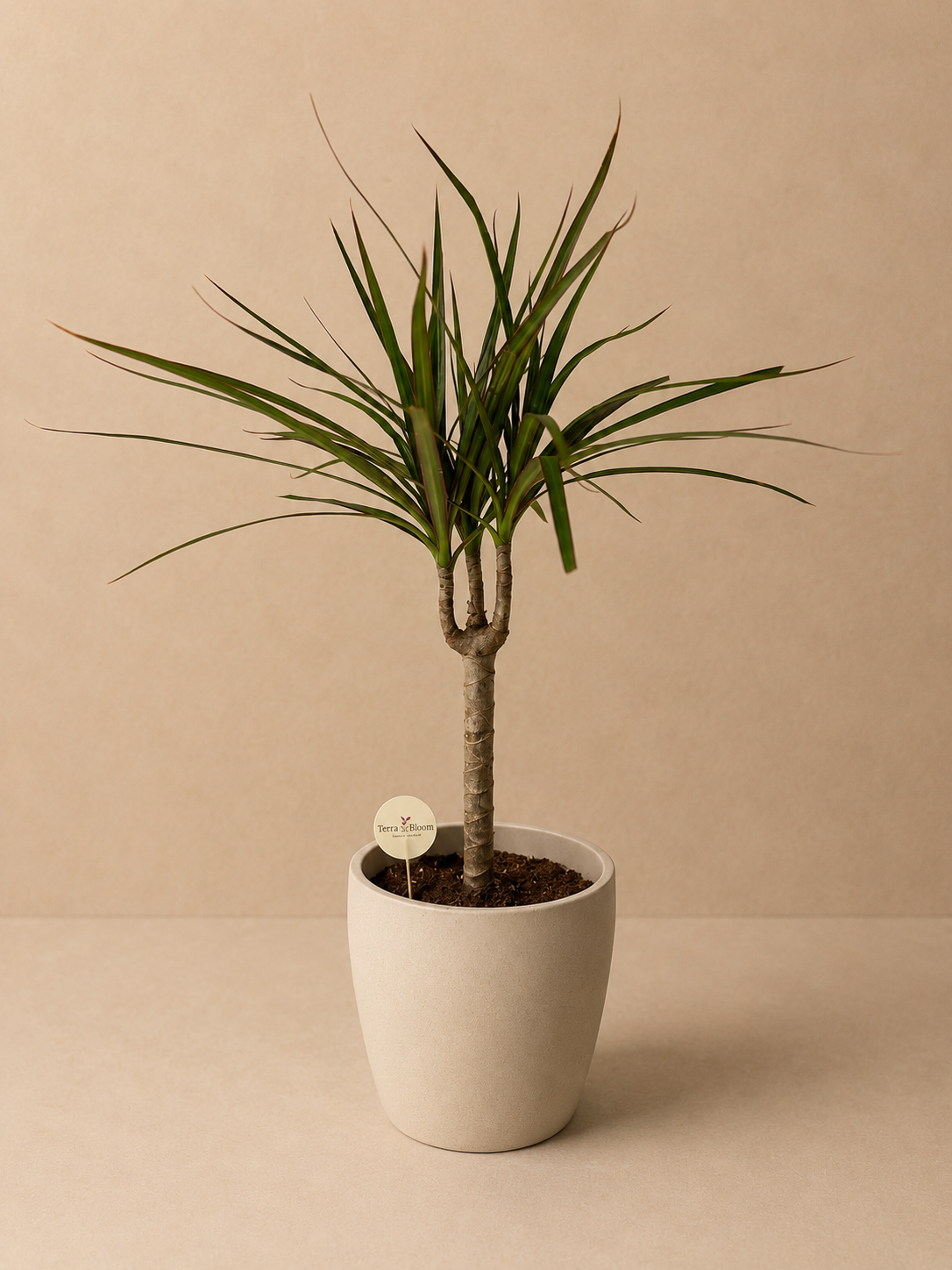 Small Dracaena Marginata (Beige Pot)