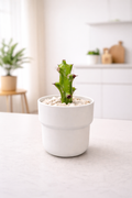 Small African Milk Tree (Euphorbia trigona) with pot