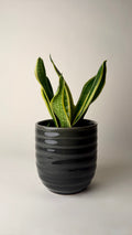 Sansevieria (Snake Plant) with premium grey ceramic pot (small)