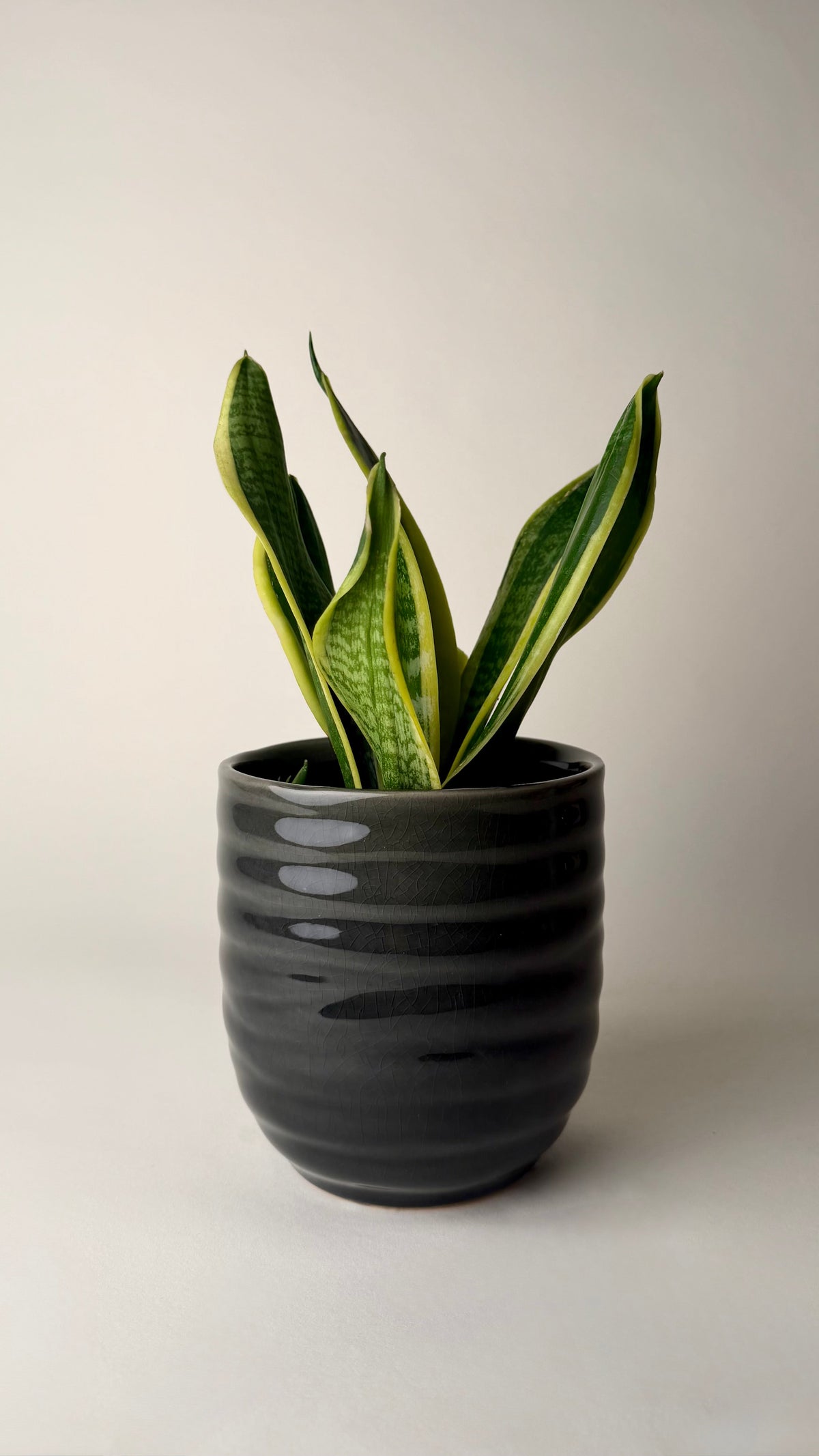 Sansevieria (Snake Plant) with premium grey ceramic pot (small)