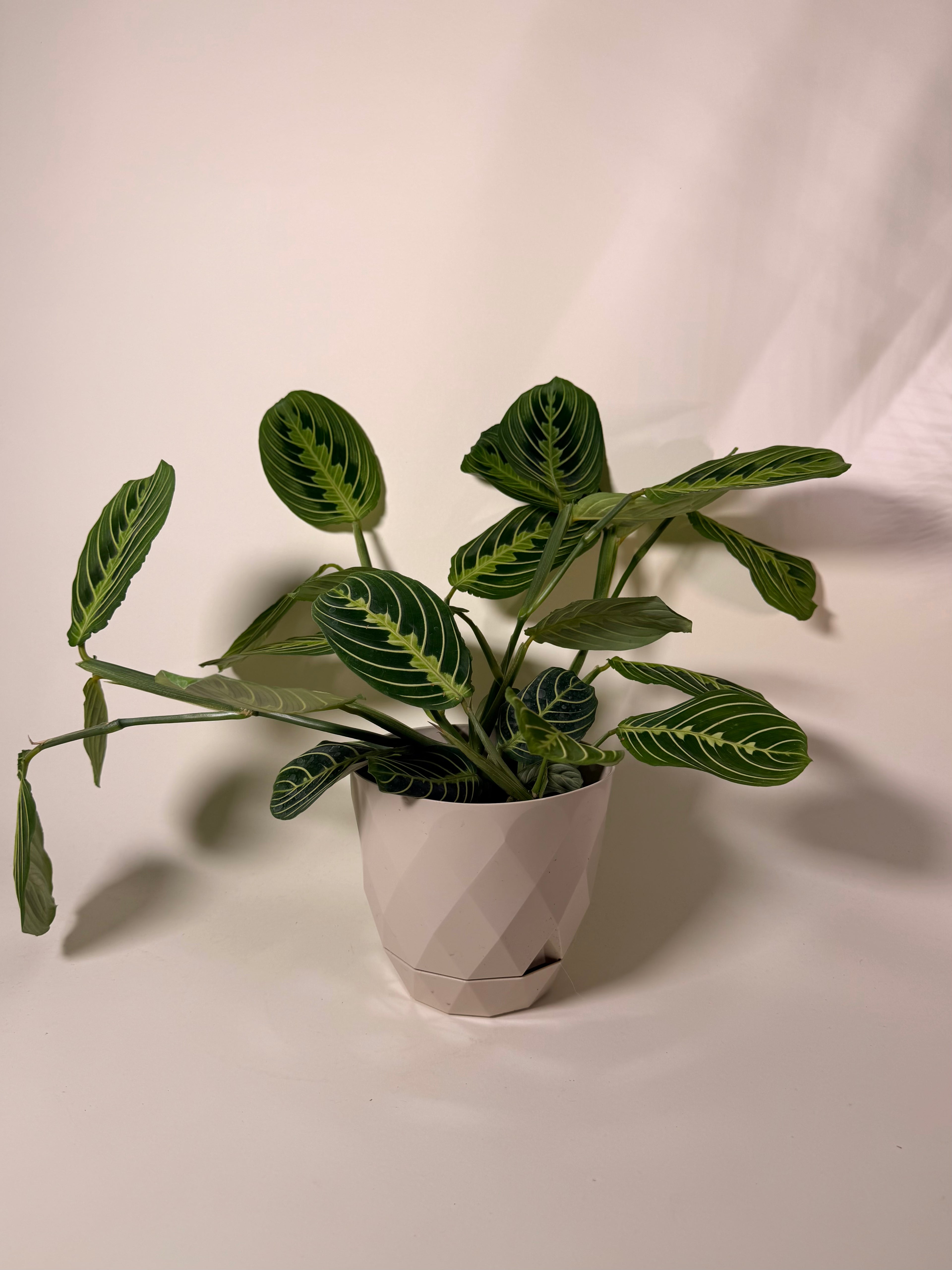 Maranta leuconeura