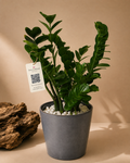 ZZ Plant Premium Ceramic Planter
