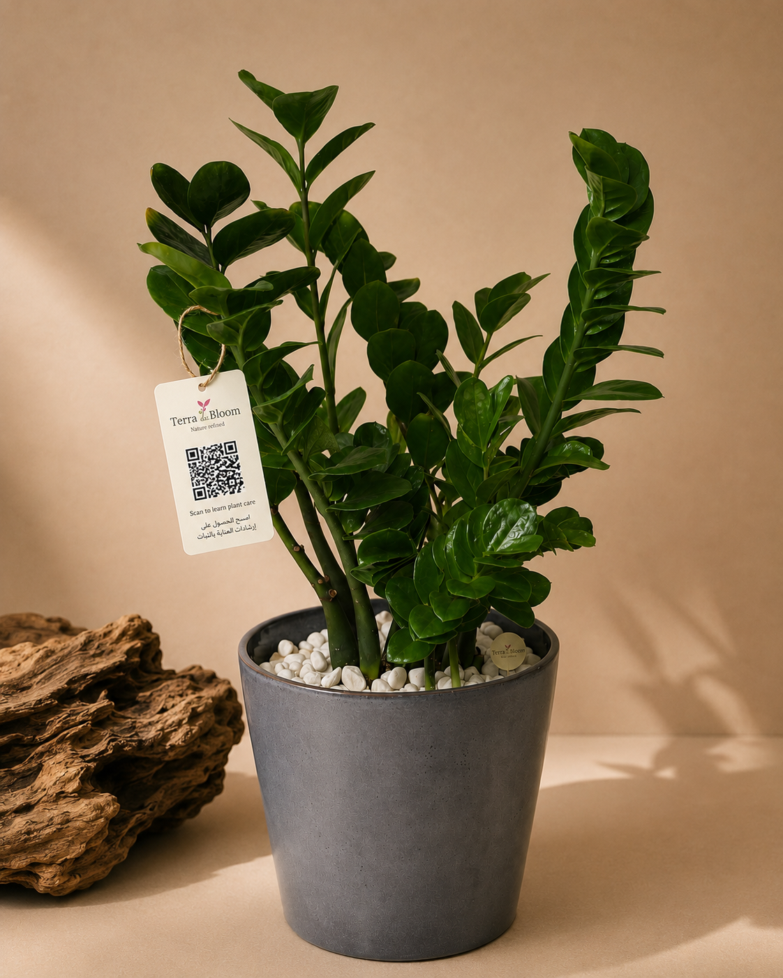 ZZ Plant Premium Ceramic Planter