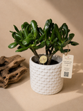 Gollum Jade White Ceramic Planter