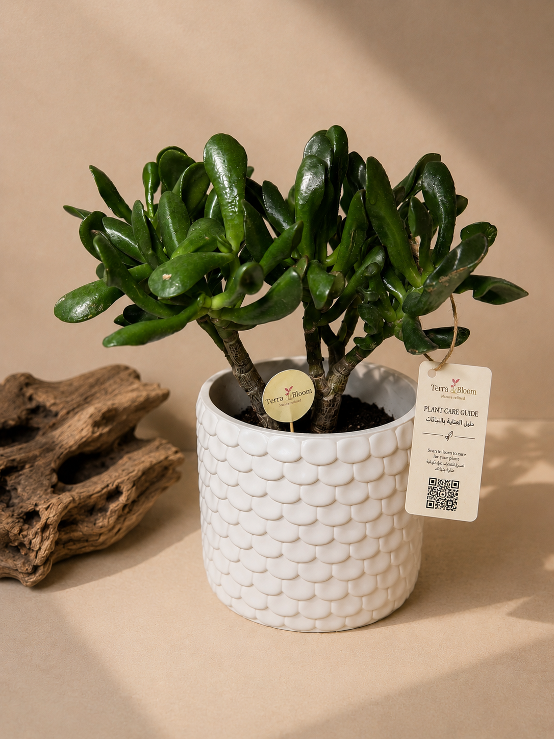 Gollum Jade White Ceramic Planter