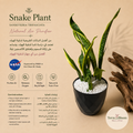 Small Sansevieria (Snake Plant) with pot