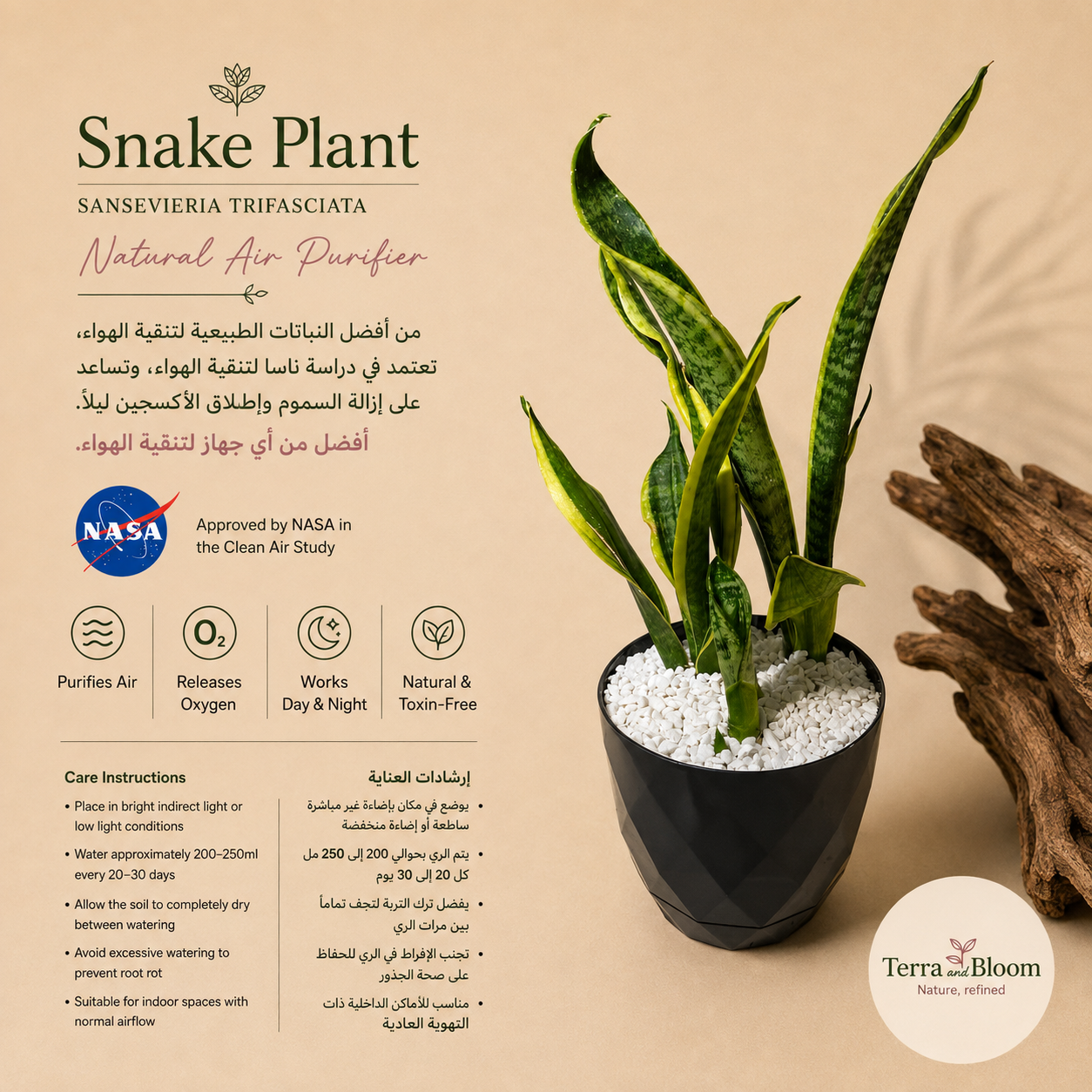 Small Sansevieria (Snake Plant) with pot