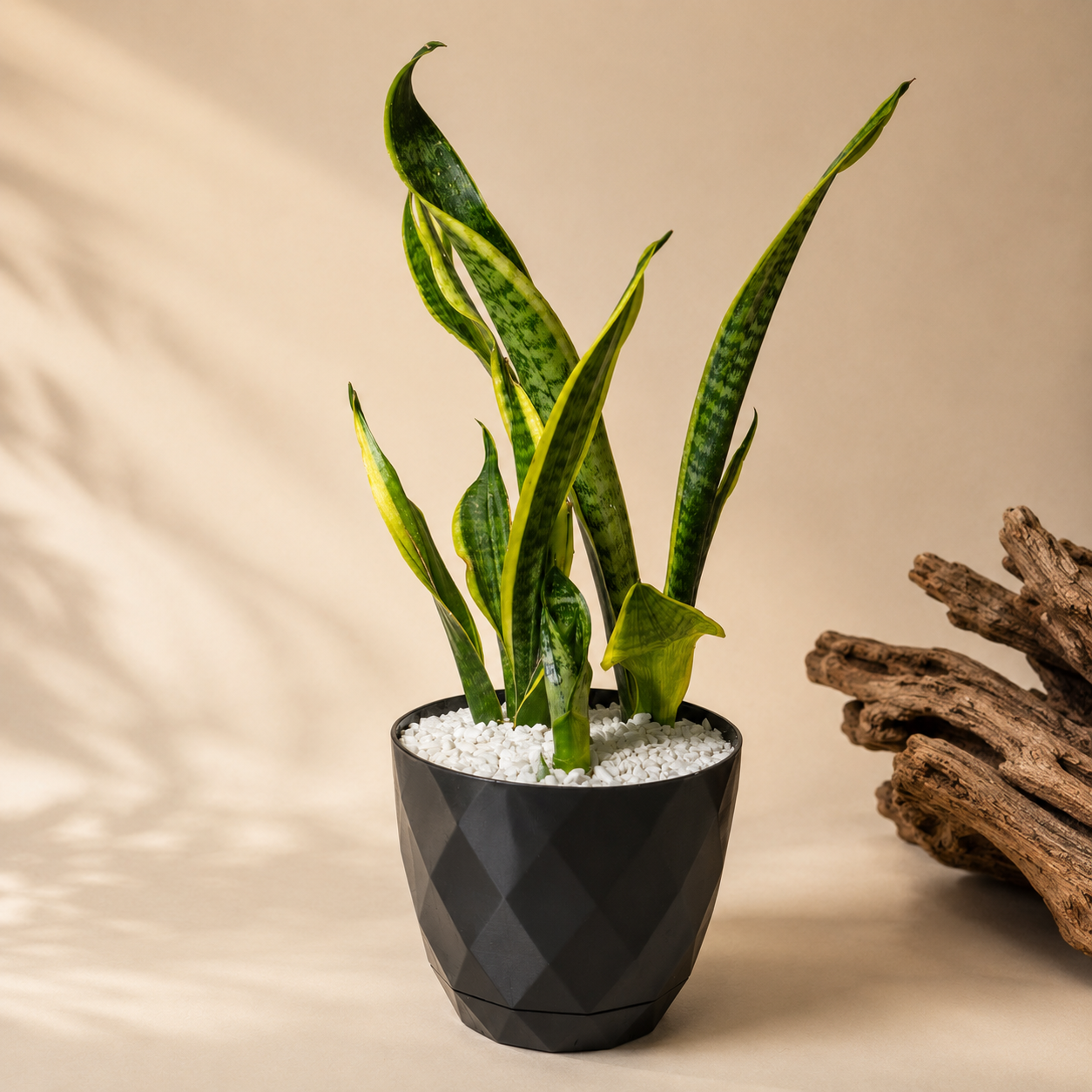 Small Sansevieria (Snake Plant) with pot