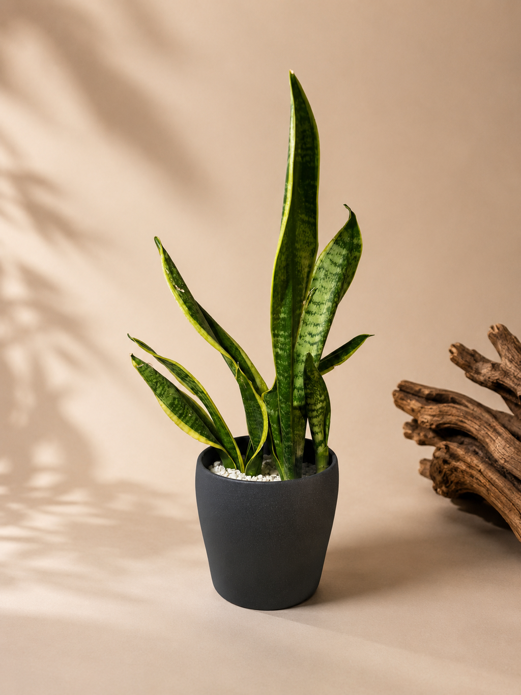 Sansevieria (Snake Plant) with small grey ceramic pot