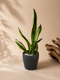 Sansevieria (Snake Plant) with small grey ceramic pot