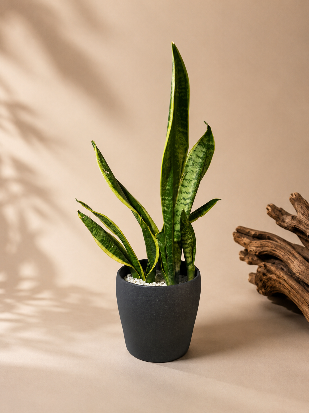 Sansevieria (Snake Plant) with small grey ceramic pot