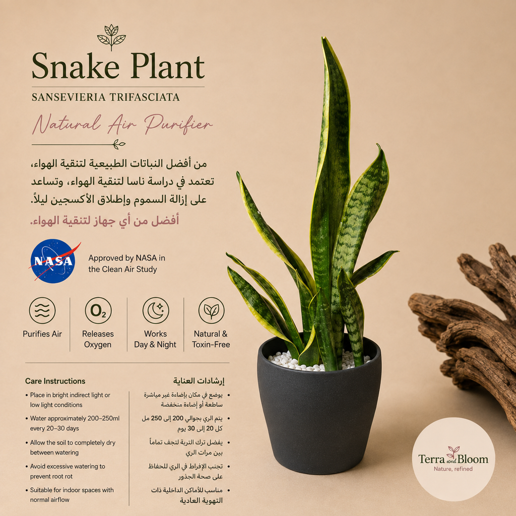Sansevieria (Snake Plant) with small grey ceramic pot