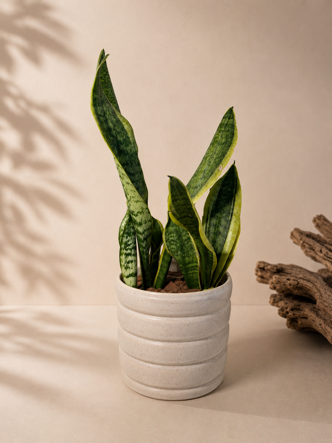 Sansevieria (Snake Plant) with small premium ceramic pot
