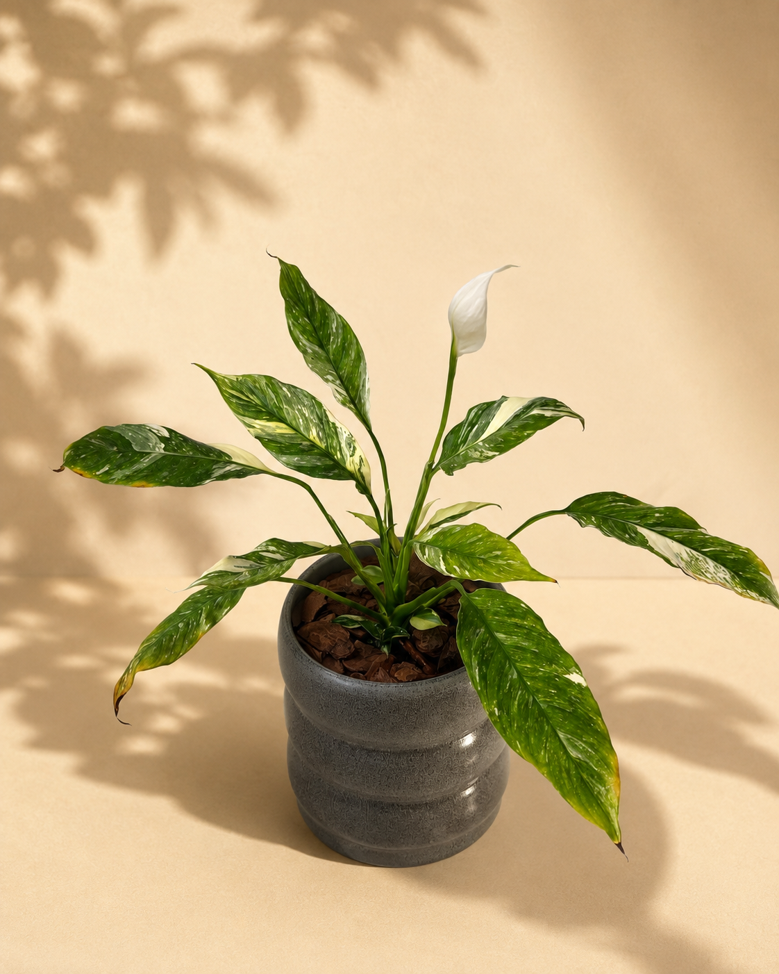 Variegated Peace Lily ‘Domino’ in Premium Grey Pottery